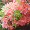 FinePix Z1000EXRŎBeʐ^