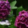 APO MACRO 180mm F3.5 EX DG/HSM ( AF)ŎBeʐ^