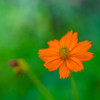 NIKKOR Z 70-180mm f/2.8ŎBeʐ^