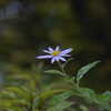 50mm F1.4 EX DG HSM (ưp)ŎBeʐ^