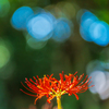 70-200mm F2.8 DG DN OS [\j[Ep]ŎBeʐ^