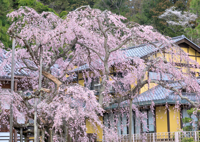 栃木・大山寺 by はちごろう （ID：12322636） - 写真共有サイト:PHOTOHITO