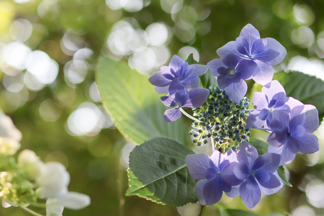 広島 観音寺 by amssn5 （ID：12470981） 写真共有サイトPHOTOHITO