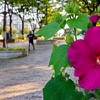 SP 24-70mm F/2.8 Di VC USD G2 (Model A032) [Lmp]ŎBeʐ^