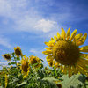 17mm F4 DG DN [\j[Ep]ŎBeʐ^