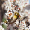 APO 50-500mm F4-6.3 EX DG/HSM ( AF)ŎBeʐ^