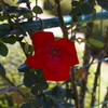 AF 28-80mm F/3.5-5.6 Aspherical (p)ŎBeʐ^