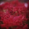 LUMIX DC-S1 {fBŎBeʐ^