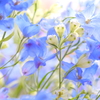 tWmY XF60mmF2.4 R MacroŎBeʐ^