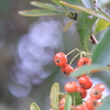 RF50mm F1.8 STMŎBeʐ^