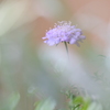FUJIFILM X-T50 {fBŎBeʐ^