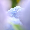 tWmY XF60mmF2.4 R MacroŎBeʐ^
