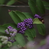 smc PENTAX-D FA645 55mmF2.8AL[IF] SDM AWŎBeʐ^