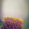 APO MACRO 180mm F3.5 EX DG/HSM ( AF)ŎBeʐ^