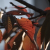70-300mm F4-5.6 DG OS (y^bNXp)ŎBeʐ^
