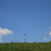 APO 50-500mm F4.5-6.3 DG OS HSM (Lmp)ŎBeʐ^