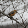 APO 170-500mm F5-6.3 DG (\j[p)ŎBeʐ^