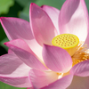 LUMIX G 42.5mm/F1.7 ASPH./POWER O.I.S. H-HS043-S [Vo[]ŎBeʐ^