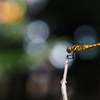 LUMIX G 42.5mm/F1.7 ASPH./POWER O.I.S. H-HS043-S [Vo[]ŎBeʐ^