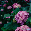 FUJIFILM X-S20 {fBŎBeʐ^