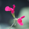 100 DSLR-A100 {fBŎBeʐ^