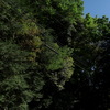EXILIM Hi-ZOOM EX-V7ŎBeʐ^
