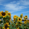 LUMIX DC-G99M2 {fB [ubN]ŎBeʐ^
