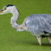 tWmY XF150-600mmF5.6-8 R LM OIS WRŎBeʐ^
