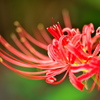 APO MACRO 180mm F2.8 EX DG OS HSM [jRp]ŎBeʐ^