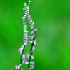 APO MACRO 180mm F2.8 EX DG OS HSM [jRp]ŎBeʐ^