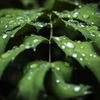 LUMIX DMC-GH4 {fBŎBeʐ^