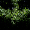 AF 28mm F4.5 FEŎBeʐ^