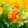 FE 50mm F1.2 GM SEL50F12GMŎBeʐ^