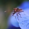 AF}N100mmF2.8(D)ŎBeʐ^