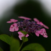 NIKKOR Z 135mm f/1.8 S PlenaŎBeʐ^