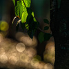 NIKKOR Z 135mm f/1.8 S PlenaŎBeʐ^