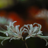 SP AF90mm F/2.8 Di MACRO 1:1 (Model272E) (ݗp)ŎBeʐ^
