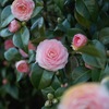 18-50mm F2.8 EX DC (ƺ AF)ŎBeʐ^