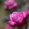 56mm F1.4 DC DN [LmRFp]ŎBeʐ^
