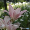LUMIX DMC-GF6 {fBŎBeʐ^