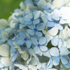 FiRIN 100mm F2.8 FE MACROŎBeʐ^