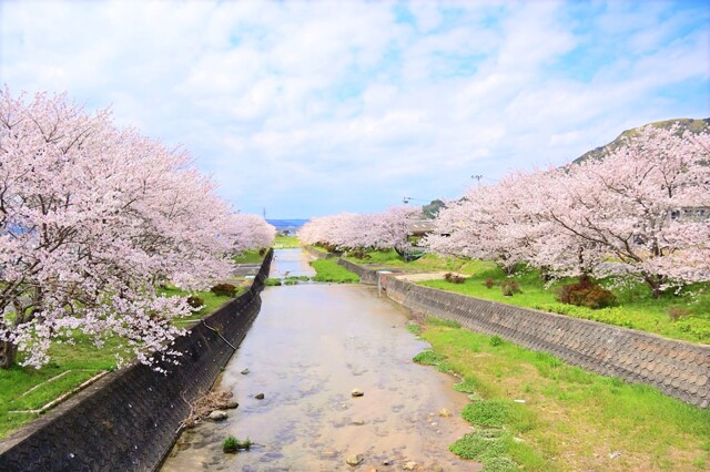 半田川の桜並木 by ゆきお （ID：9544529） 写真共有サイトPHOTOHITO