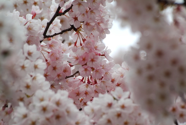 cherry pink Ⅱ by nishitaga （ID：1766774） - 写真共有サイト:PHOTOHITO