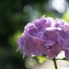 EOS-1D Mark II {fBŎBeʐ^