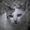 20-200mm F3.5-6.3 DG [\j[Ep]ŎBeʐ^