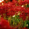 20-200mm F3.5-6.3 DG [\j[Ep]ŎBeʐ^