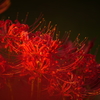 100-400mm F5-6.3 DG DN OS [\j[Ep]ŎBeʐ^