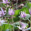 PowerShot SX530 HSŎBeʐ^