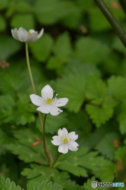 サンリンソウ? by sokaji (ID:11717758) 写真共有サイトPHOTOHITO