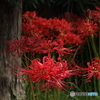 FinePix S9100ŎBeʐ^